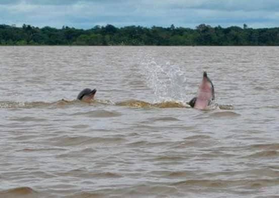 A&T Amazon Backpacker'S Bed & Breakfast Iquitos Exterior foto